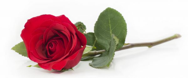 red rose with leaves on white background
